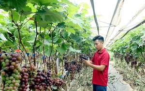 KH&CN thay đổi tư duy l&agrave;m gi&agrave;u từ m&ocirc; h&igrave;nh chăn nu&ocirc;i b&ograve; thịt lai- Ảnh 5.