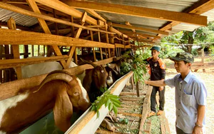Giảm ngh&egrave;o từ nu&ocirc;i ngựa bạch- Ảnh 5.