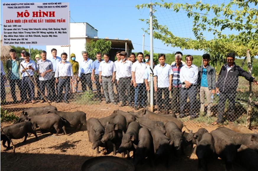 Quảng Ng&atilde;i ứng dụng khoa học c&ocirc;ng nghệ ph&aacute;t triển chăn nu&ocirc;i lợn an to&agrave;n sinh học - Ảnh 2.