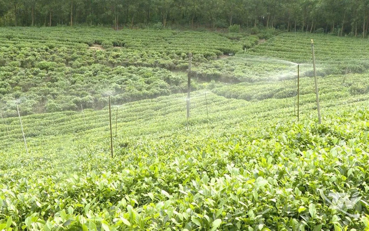 Thái Nguyên đẩy mạnh ứng dụng công nghệ số, nâng cao giá trị sản phẩm chè