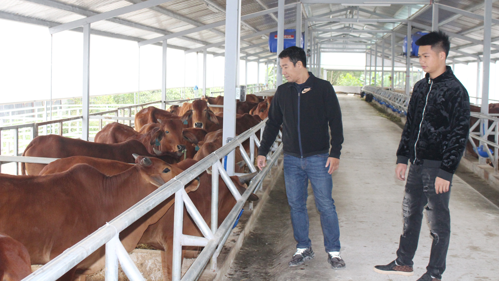 KH&CN thay đổi tư duy l&agrave;m gi&agrave;u từ m&ocirc; h&igrave;nh chăn nu&ocirc;i b&ograve; thịt lai- Ảnh 1.