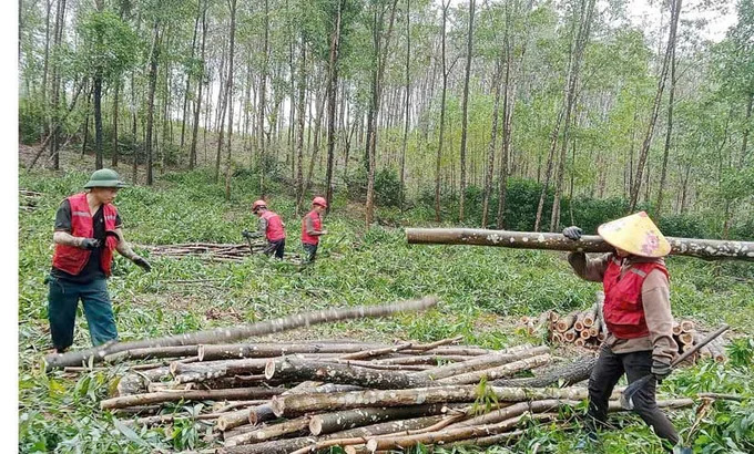 Ứng dụng khoa học n&acirc;ng gi&aacute; trị rừng gỗ lớn cho đồng b&agrave;o Bru-V&acirc;n Kiều- Ảnh 2.
