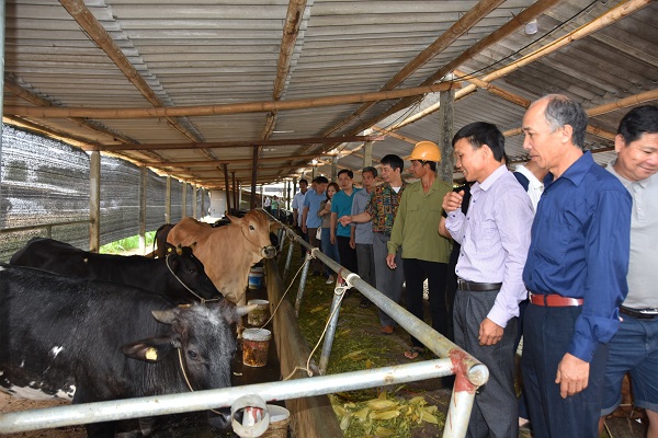 B&ograve; lai BBB mở hướng n&acirc;ng tầm v&oacute;c đ&agrave;n b&ograve; thịt Sơn La- Ảnh 1.