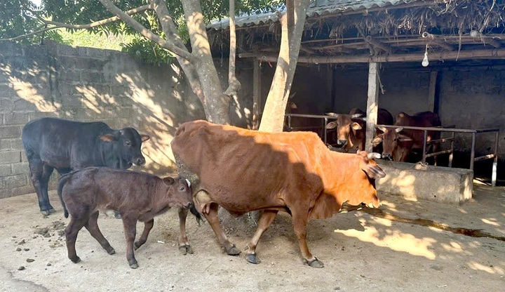 KH&CN thay đổi tư duy l&agrave;m gi&agrave;u từ m&ocirc; h&igrave;nh chăn nu&ocirc;i b&ograve; thịt lai- Ảnh 2.