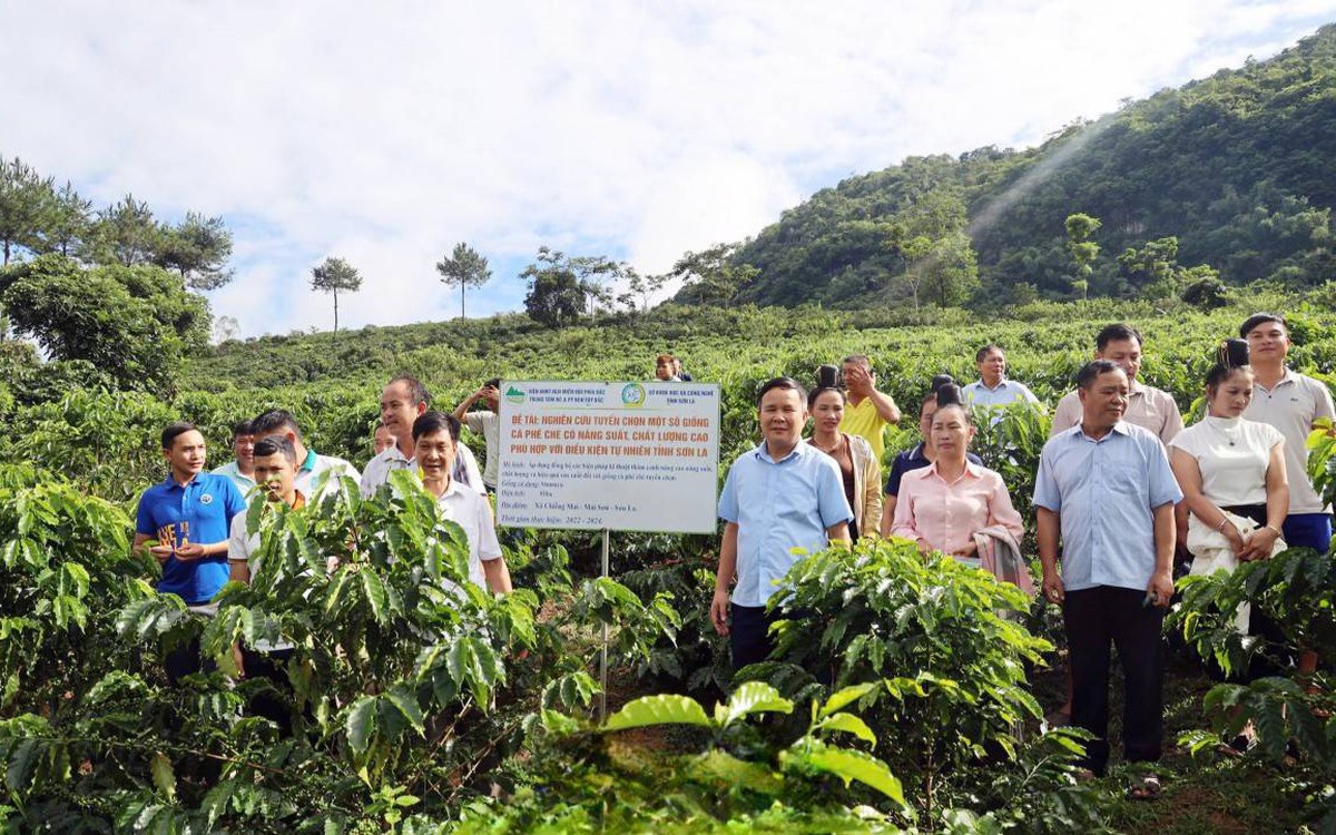 Khoa học và công nghệ nâng giá trị cà phê Sơn La