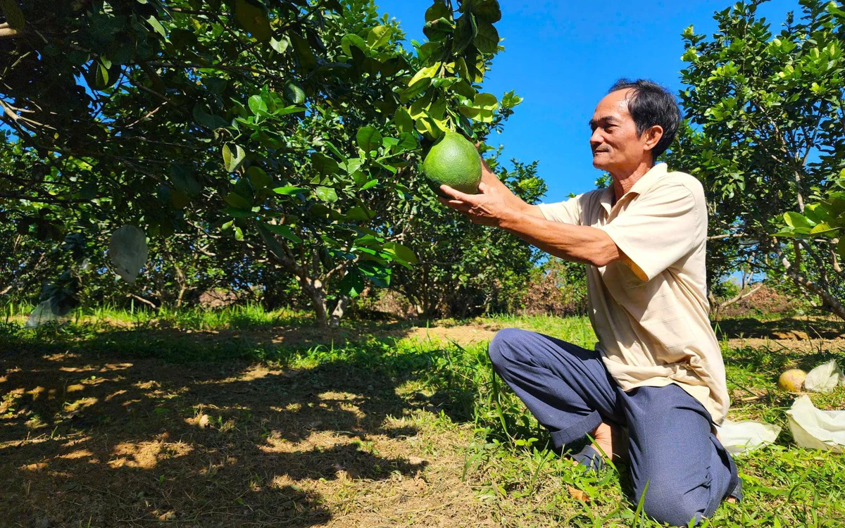 Bưởi da xanh Hòa Ninh: Từ chuyển giao kỹ thuật đến sinh kế vùng đồi