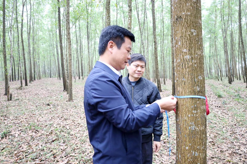 Ứng dụng khoa học n&acirc;ng gi&aacute; trị rừng gỗ lớn cho đồng b&agrave;o Bru-V&acirc;n Kiều- Ảnh 1.