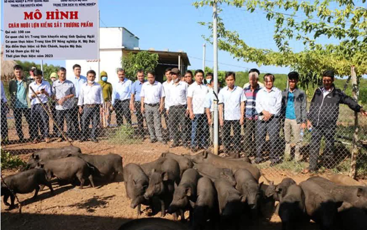 Quảng Ngãi ứng dụng khoa học công nghệ phát triển chăn nuôi lợn an toàn sinh học