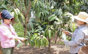 B&ograve; lai BBB mở hướng n&acirc;ng tầm v&oacute;c đ&agrave;n b&ograve; thịt Sơn La- Ảnh 4.